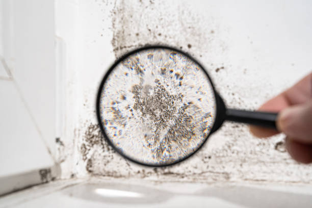 Best Forensic Mold Investigation  in Patterson Tract, CA